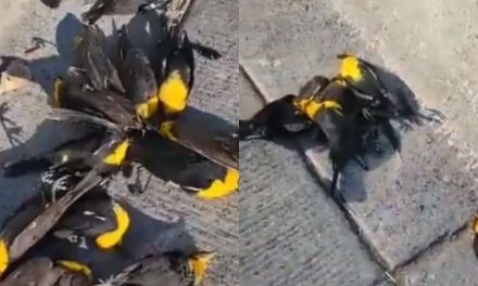 De película de terror: Caen cientos de aves muertas de forma extraña en Chihuahua (Video)