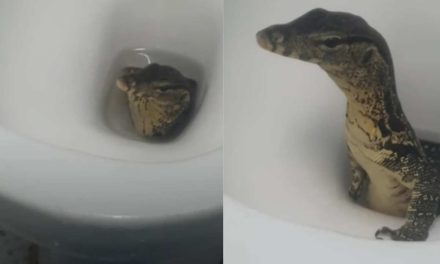 Turistas captan a un lagarto saliendo del inodoro del hotel
