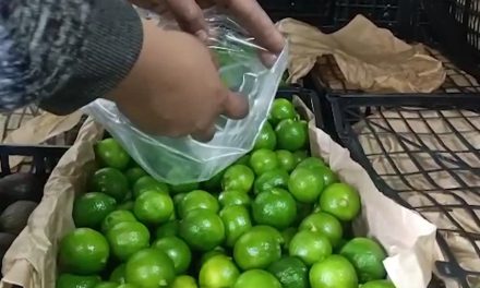 Limón seguirá por las nubes en Saltillo