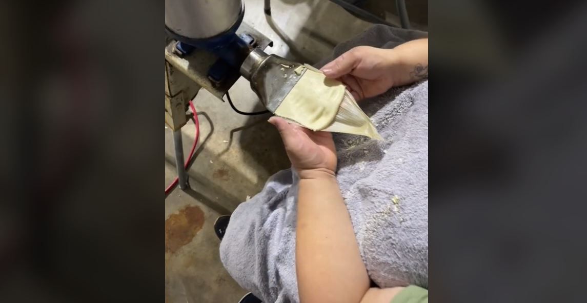 ¿Tamales automatizados? Así preparan el platillo con máquinas