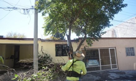 Medio Ambiente realiza podas por mejorar alumbrado en Saltillo