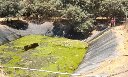 Encuentran muertos a más de 100 perritos en laguna tóxica