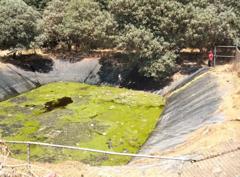 Encuentran muertos a más de 100 perritos en laguna tóxica