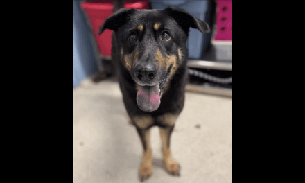 Abandonan a perro en refugio por ser ‘gay’