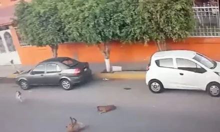 Video indigna en redes; trailero atropella sin piedad a cinco perros en Querétaro