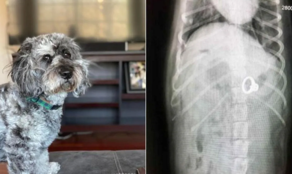 Dueña no quiere jugar con perrito y él se come su anillo de bodas