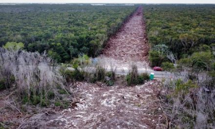 Destroza MORENA la selva mexicana