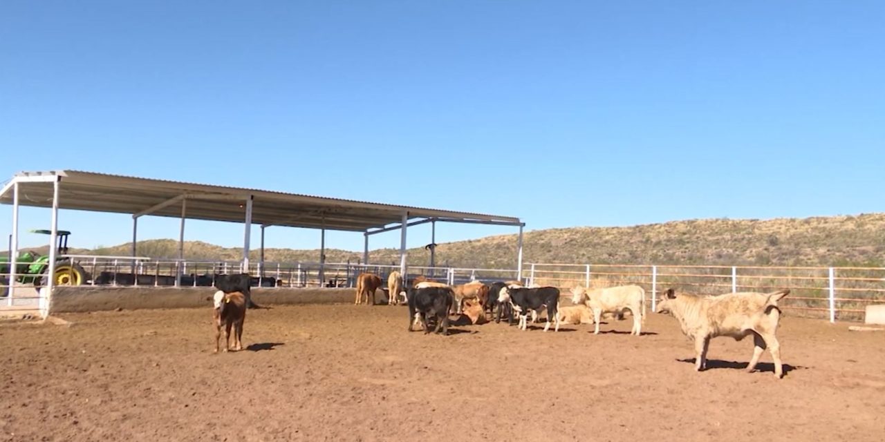 Sequía pone en riesgo al campo local de Coahuila