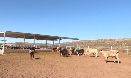 Sequía pone en riesgo al campo local de Coahuila