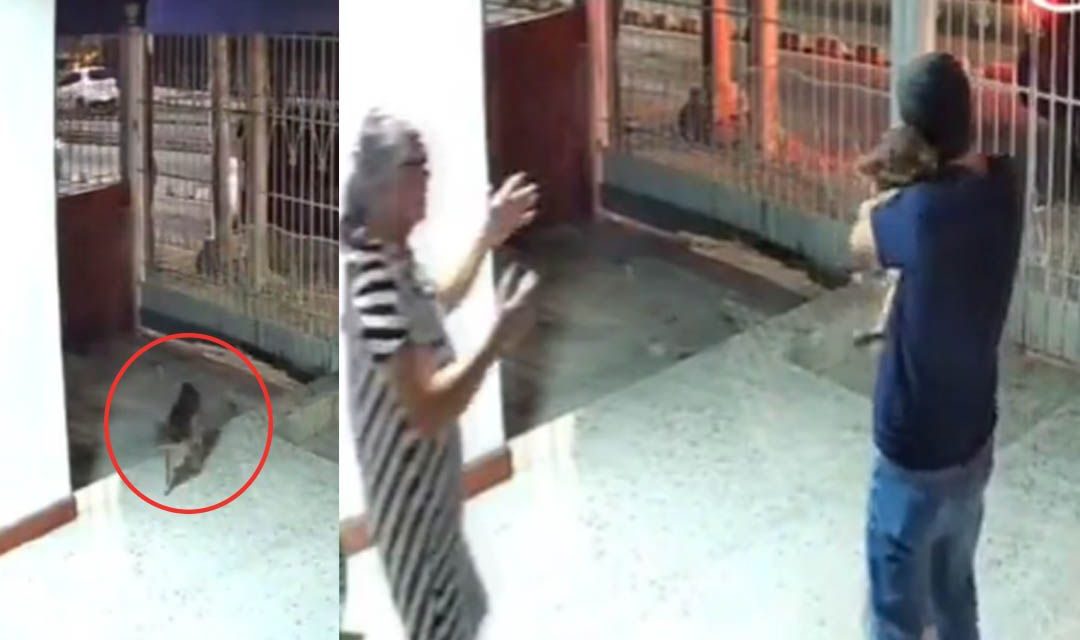 ‘¡Volviste a casa!’, perrito regresa a su hogar tras días perdido (video)