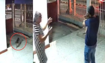 ‘¡Volviste a casa!’, perrito regresa a su hogar tras días perdido (video)