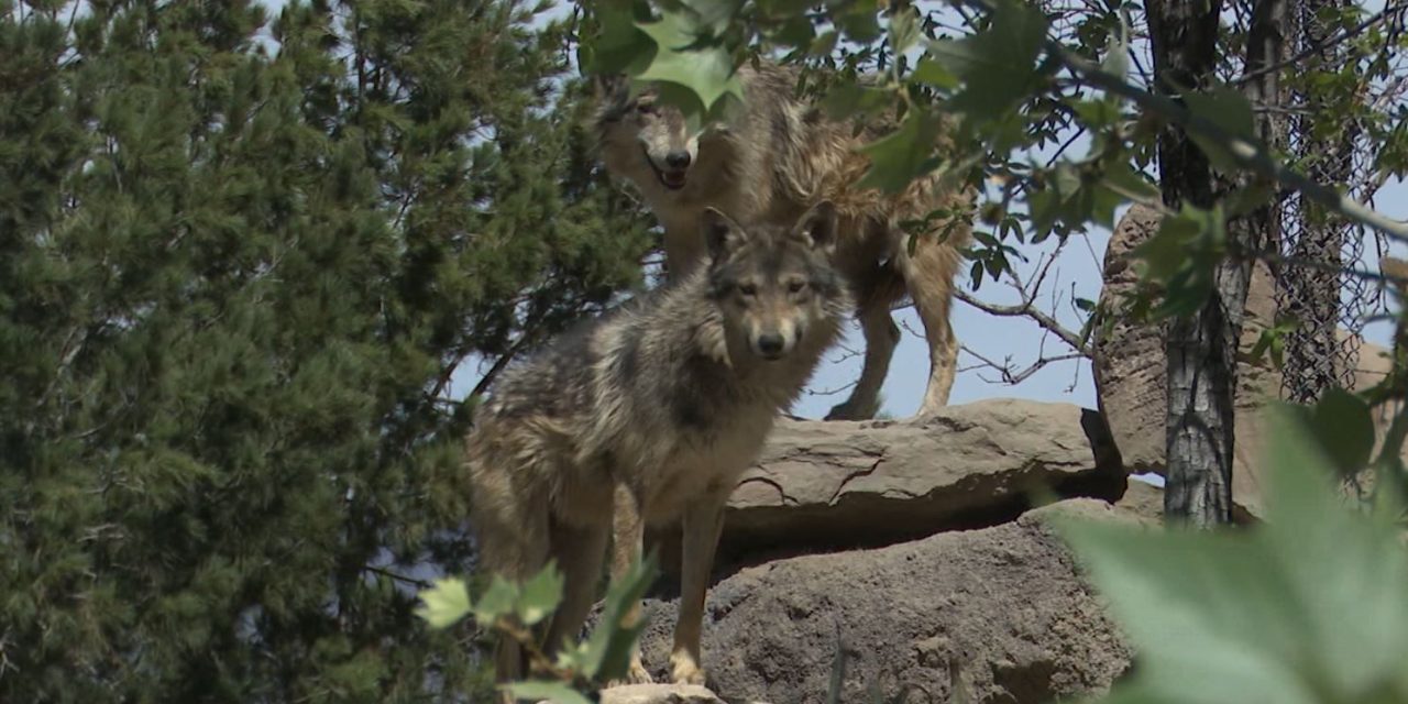 No habrá reproducción de lobos en 2022 en el MUDE Saltillo