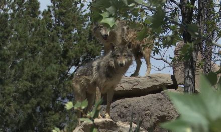 No habrá reproducción de lobos en 2022 en el MUDE Saltillo