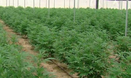 En Coahuila más de 150 personas han buscado permiso para fumar marihuana legalmente