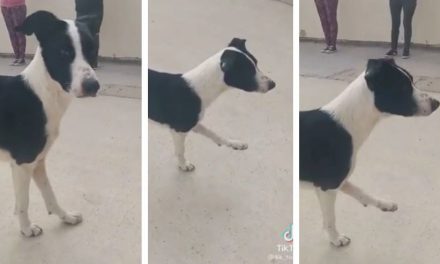 Se hace viral perrito fitness por sus rutinas (Video)