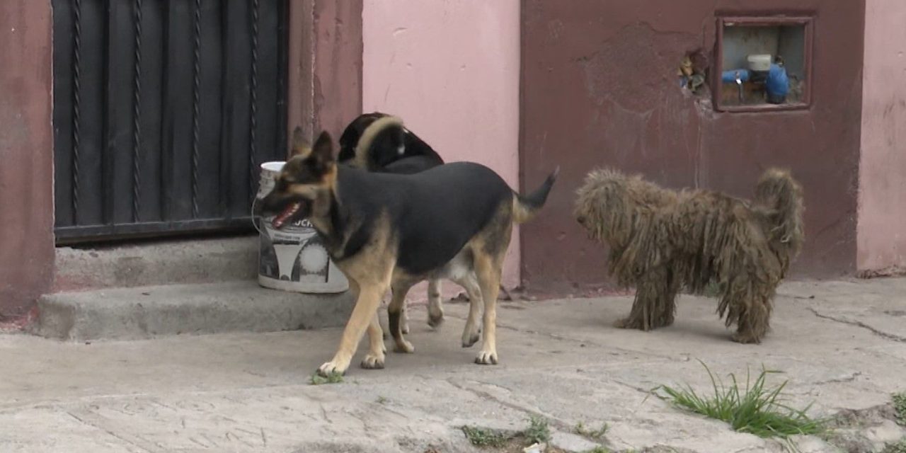 Aumenta presencia de perros callejeros en Saltillo