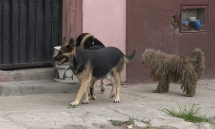Aumenta presencia de perros callejeros en Saltillo