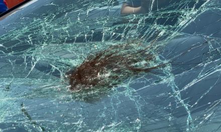 Atropellan a mujer en bulevar Nazario Ortiz de Saltillo, quedó gravemente herida
