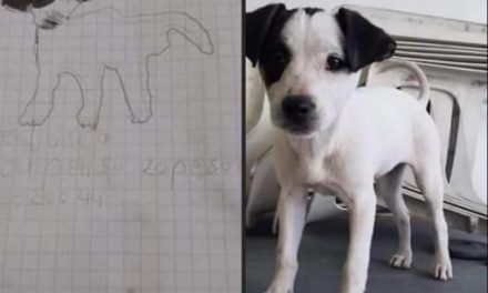 Con un dibujo y 20 pesos niñas buscan a su perrito