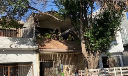 Joven intenta lanzarse desde lo alto de un árbol en Saltillo