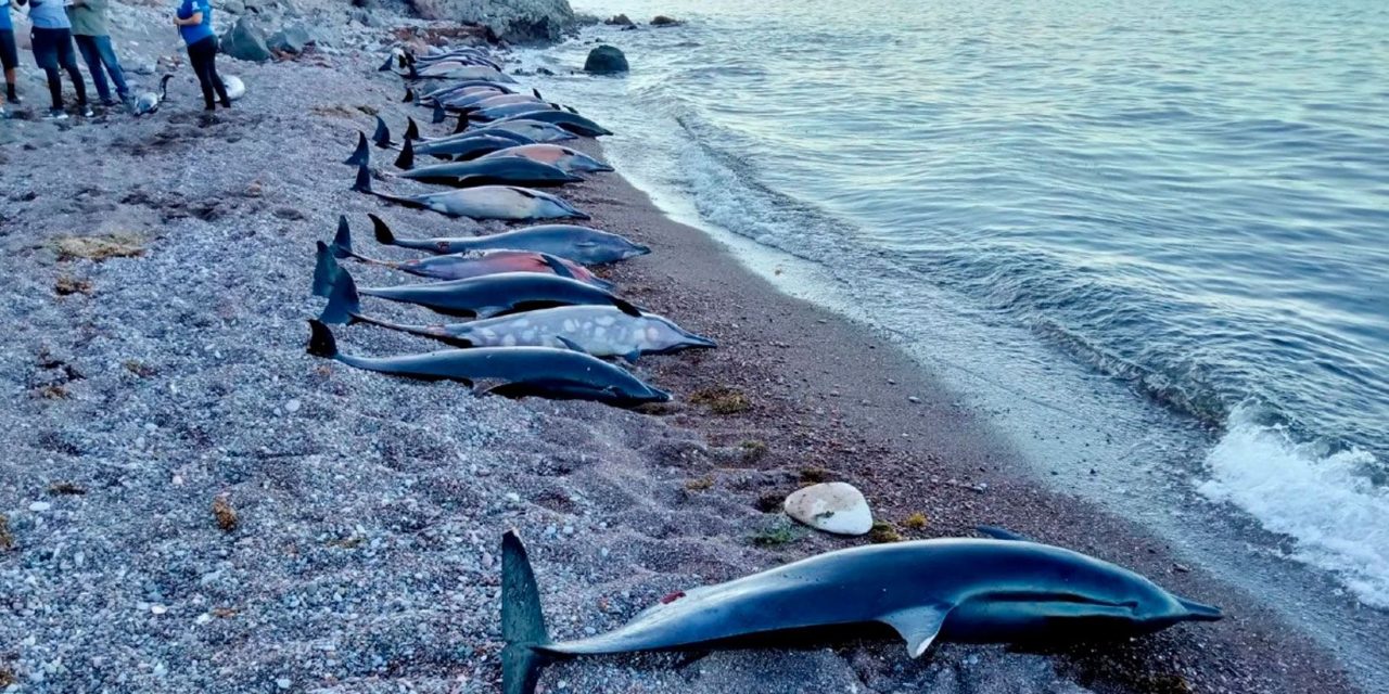 PROFEPA investiga muerte de 33 delfines en La Paz, BC