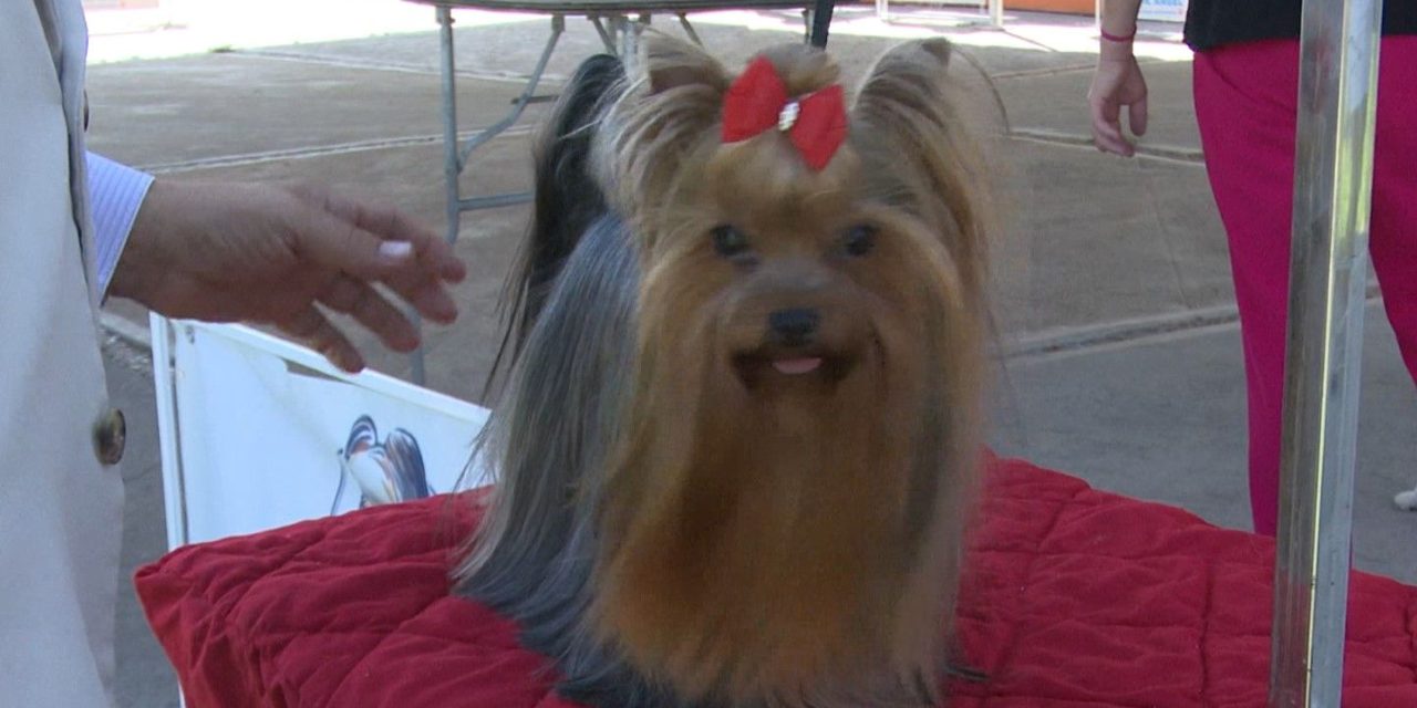 Mascotas de Saltillo participan en expo canófila
