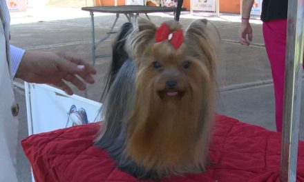 Mascotas de Saltillo participan en expo canófila