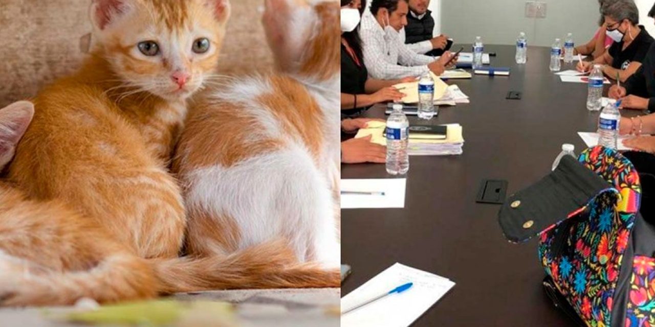 Manuel ‘N’ quemó a 10 gatos en Morelos, autoridades y animalistas estudian caso