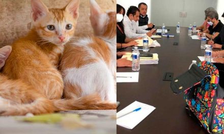 Manuel ‘N’ quemó a 10 gatos en Morelos, autoridades y animalistas estudian caso