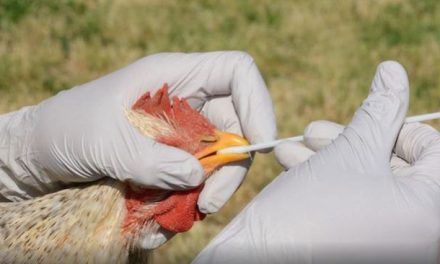 Coahuila libre de influenza aviar en humanos