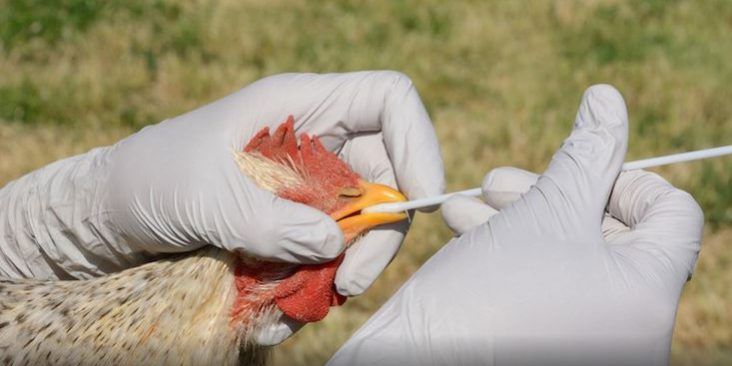 Coahuila libre de influenza aviar en humanos