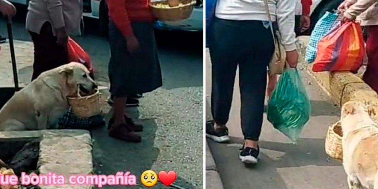 Video: Perrito fiel ayuda a su dueña a vender comida