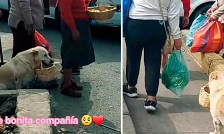Video: Perrito fiel ayuda a su dueña a vender comida