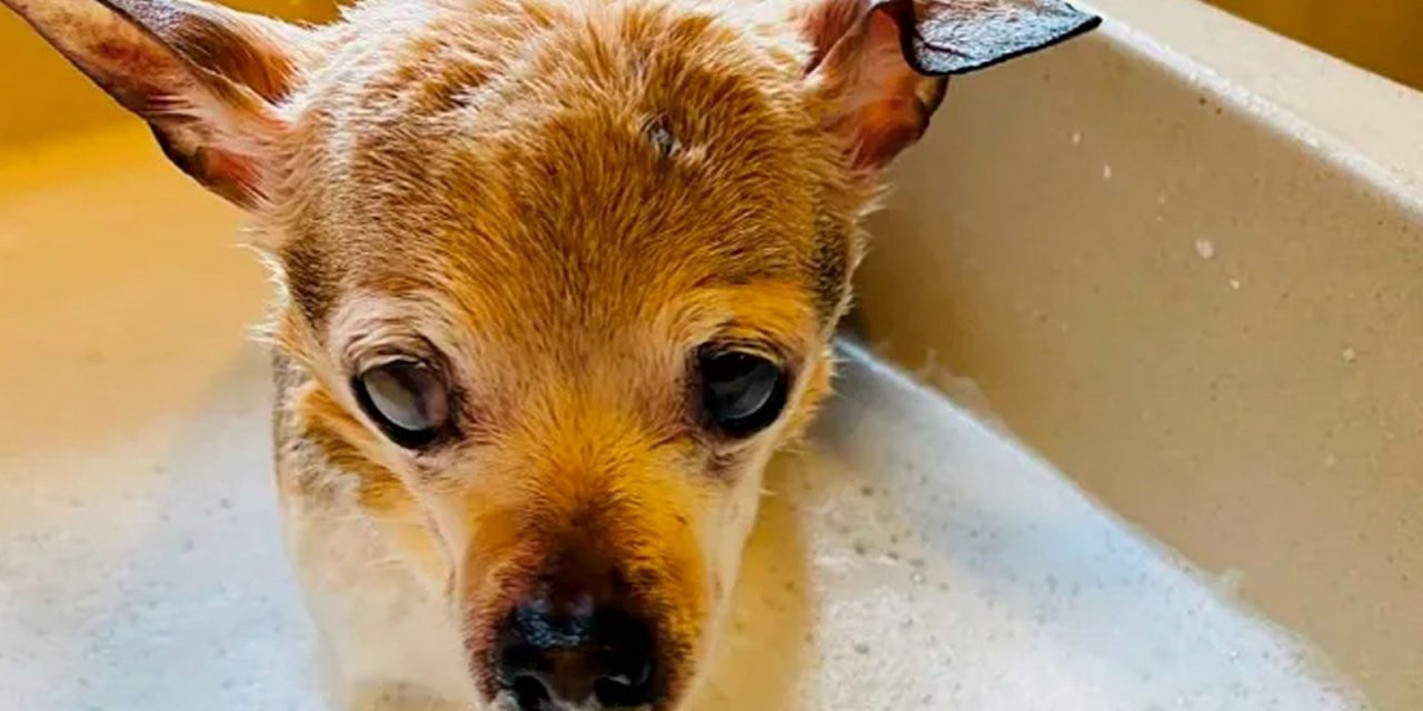 Conoce a ‘Pebbles’, la perrita más longeva del mundo
