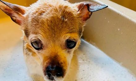 Conoce a ‘Pebbles’, la perrita más longeva del mundo