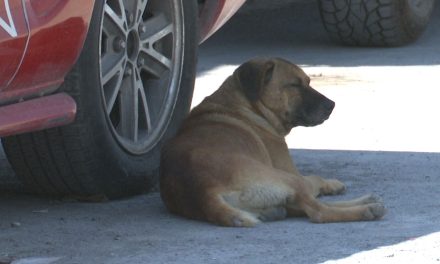 Alerta en Coahuila por 6 muertes de Rickettsiosis