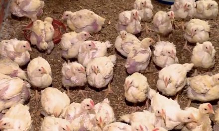 No hay riesgo de contagio humano de gripe aviar en Coahuila