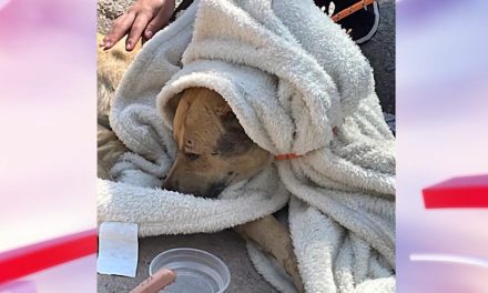 Rescatistas encuentran a mascota que estaba perdida en Saltillo