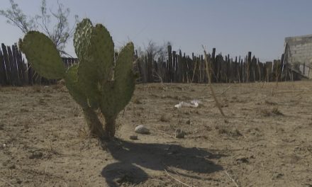 Sequia deja estragos, van casi 300 cabezas de ganado han muerto en Ramos Arizpe