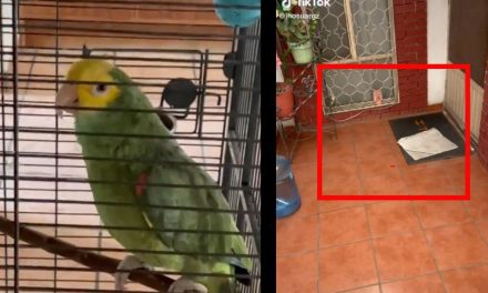 Perico se la ‘cotorrea’ con testigos de Jehová; esperaron 30 minutos porque les respondía: ‘ahí voy’
