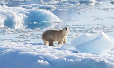 Descubren osos polares que sobreviven sin hielo