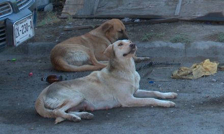 En alerta saltillo por casos de Rickettsia; ha cobrado la vida de 5 menores