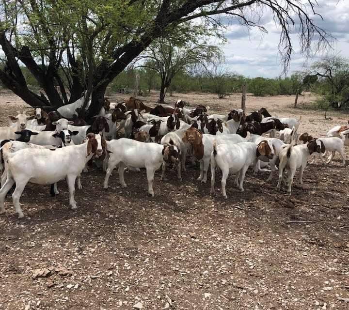 Requieren apoyo ganaderos de Acuña