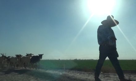 Trabajadores de Coahuila viajarán a Canadá para trabajar