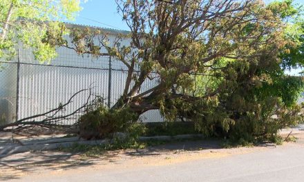 Piden Ayuda Vecinos por árbol que obstruye acceso peatonal en Fundadores