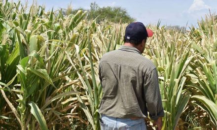 Engaña 4T a campesinos coahuilenses con supuesta entrega de apoyos
