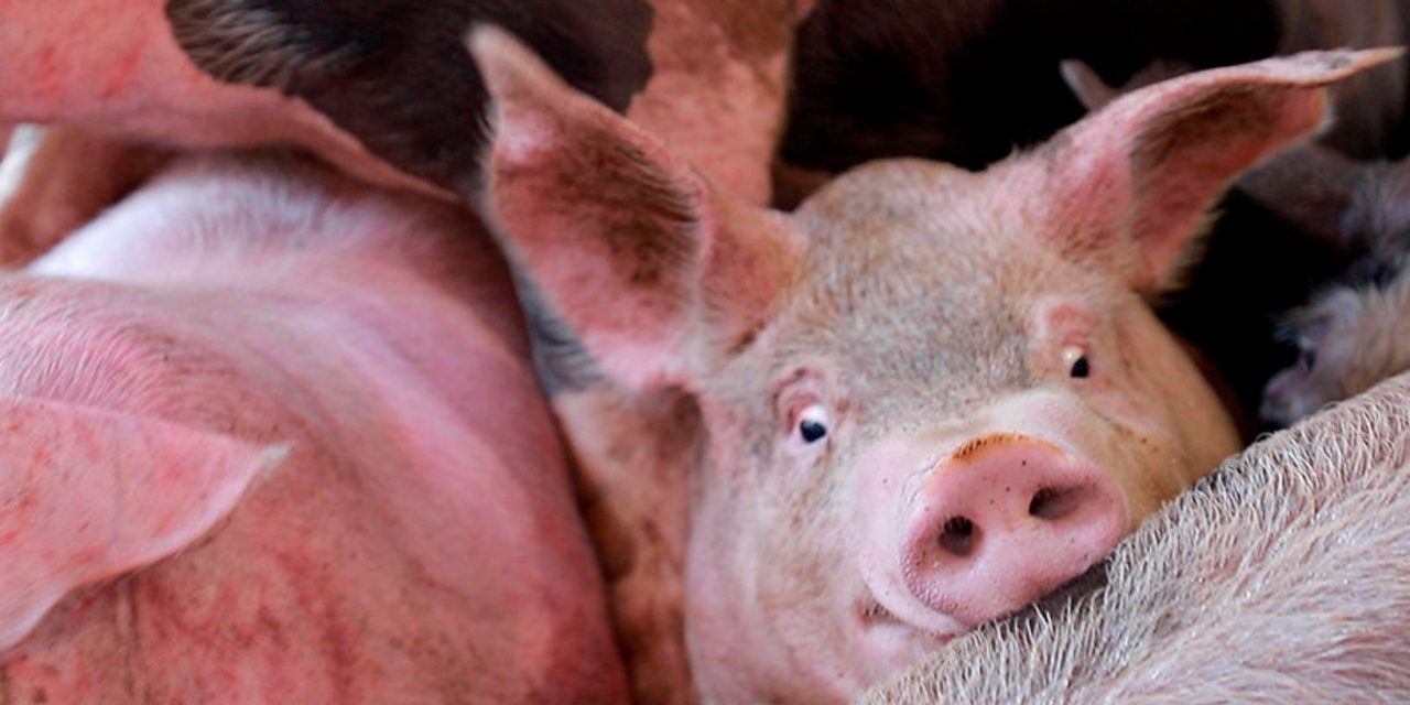 Hidalgo, primer estado en castigar con prisión crueldad animal en rastros