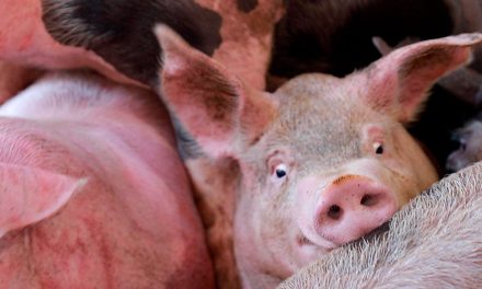 Hidalgo, primer estado en castigar con prisión crueldad animal en rastros