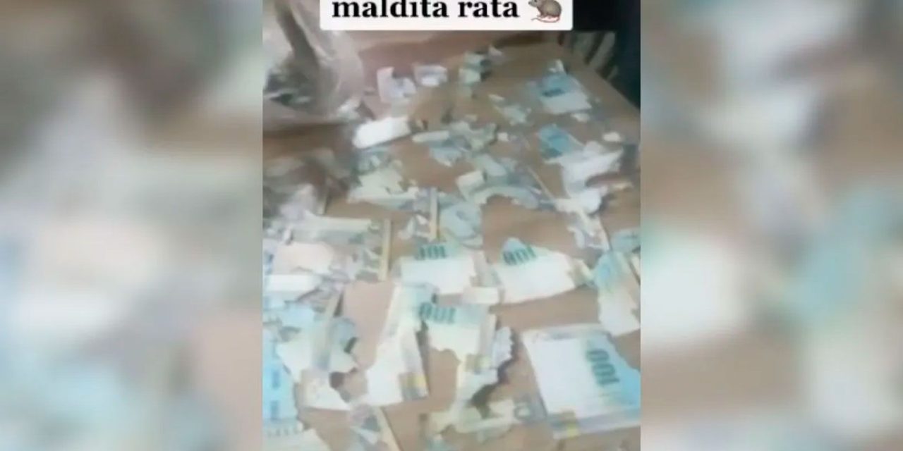 Maldita rata; roedor destruye los ahorros de una mujer (video)