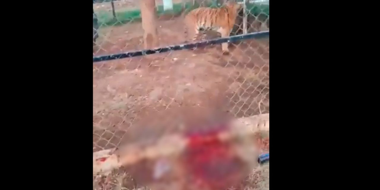 Tigre le destroza la mano a su cuidador en rancho de Michoacán (Video)